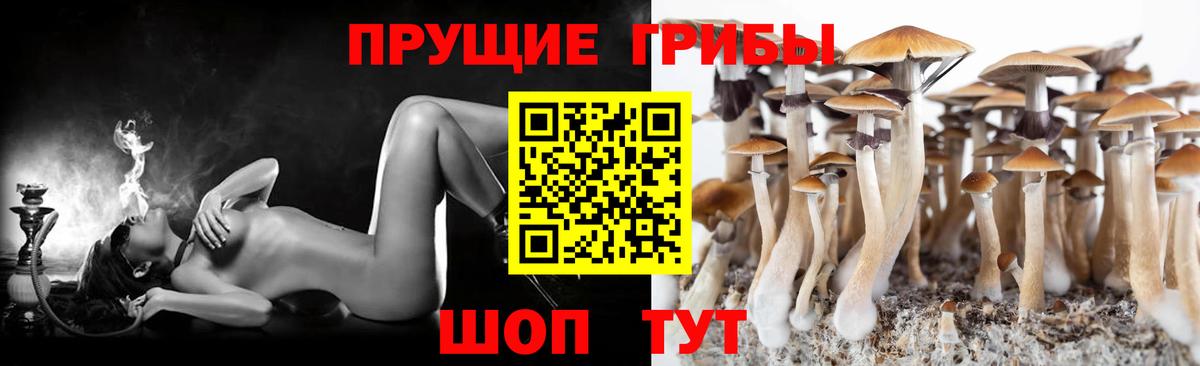 Псилоцибиновые грибы Cubensis Торжок
